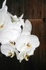 Orchidea przyjemność