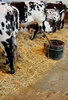 krowy mleczne w stodole