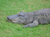 uśmiechnięty krokodyl