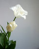 biały tulipan 2