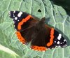 motyl na liściu kapusty