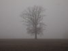 drzewo w mgle