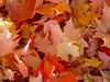 tło z liści jesienią
