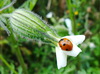 Biedronka na białym kwiatem