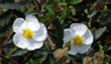 białe kwiaty w ogrodzie