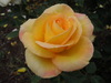pomarańczowy róża