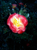 neutralne róża