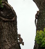 wiewiórki na drzewo