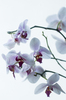 biała orchidea