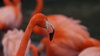 kapanie Flamingo