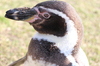 czarny stąpający pingwina-bliska