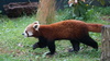czerwona panda