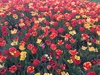 tulipany 2