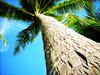 Kora drzewa kokosowego