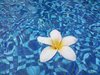 frangipani kwiat w wodzie 2