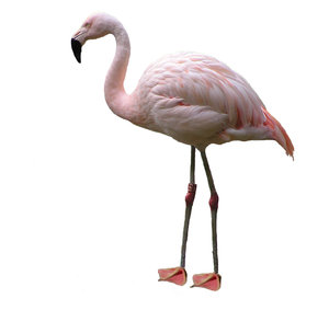 Pink Flamingo: 