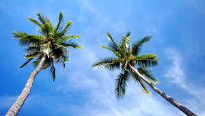 palmtrees beach: 