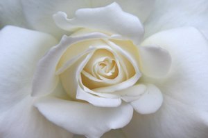 biała róża: 