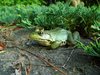 zielona żaba
