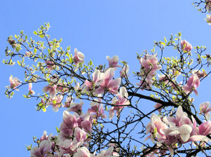 gałęzie magnolii