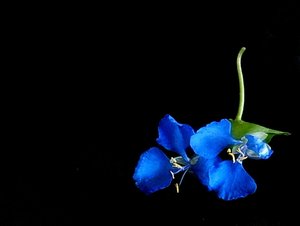 niebieski kwiat szkorbut chwastów