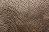 skóra słonia