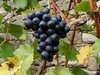 wino z winogron