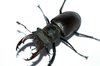 stag beetle 2