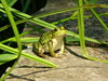 duża zielona żaba