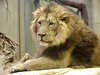 lew w zoo tata (oglądanie)