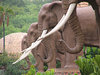 posągów słoń