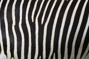 Zebra tekstury