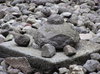 Żółw skały