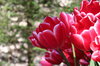 czerwone tulipany w Lisse