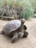 Żółw olbrzymi