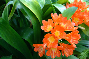 pomarańczowe kwiaty