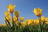 tulipany