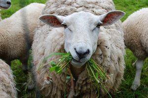 owiec żucia trawy: 