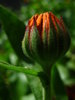 otwarcia Calendula bud