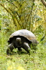 Giant Tortoise