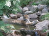 Tiger Relaks w strumieniu