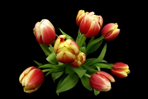 Fisheye Tulipany