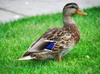 Miasto Duck