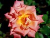 Pink Rose rozkwicie