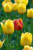 Tulipan
