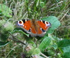 Peacock motyl