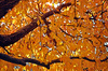 Cherry Tree w Fall kolory