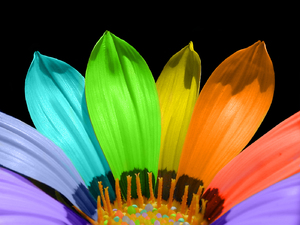 Rainbow flower: 