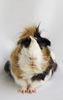 :: Guinea pig 3: