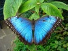 Morpho peleides 7